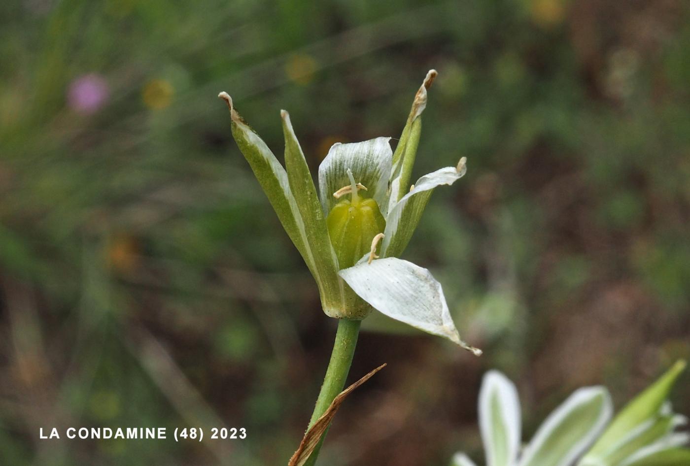 Star-of-Bethlehem, [Erect-leaved] fruit